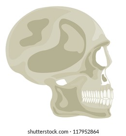 Skull of the person on white background is insulated