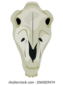 Skull pets horse type on white background frontal