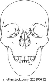 skull picture
