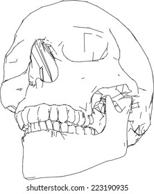 skull picture