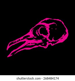 Skull of pigeon dove bird vector isolated