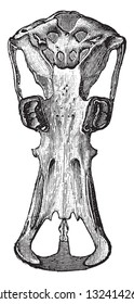 Skull of the platypus, vintage engraved illustration. From Deutch Vogel Teaching in Zoology.
