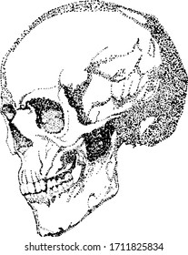 skull pointilism vintage vector illustration