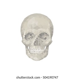 skull. polygonal graphics. vector illustration