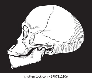 Skull of a primitive man in profile. Isolate on a black background.Vector illustration.