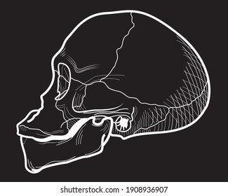Calavera de un hombre primitivo de perfil. Aislarse sobre un fondo negro. Ilustración vectorial.