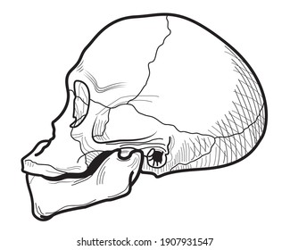 Skull of a primitive man in profile. Vector illustration.