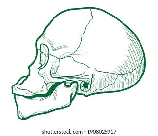 Skull of a primitive man in profile. Vector illustration.