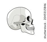 Skull profile. Gray skulls picture on white background, halftone anatomy symbol, illustrated dead human head simple sketch, skeleton chump drawing isolated on white background