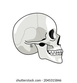 Skull profile. Gray skulls picture on white background, halftone anatomy symbol, illustrated dead human head simple sketch, skeleton chump drawing isolated on white background