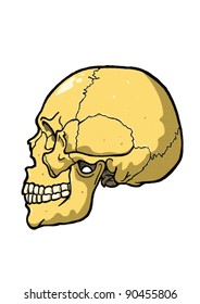 Skull from profile illustration of the real dimensions