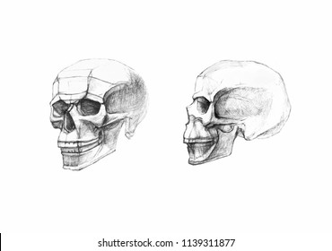 Skull in profile and side view. Pencil drawing isolated on white background.  Body anatomy, medical illustration. 