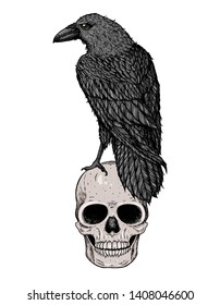 Skull and raven hand drawn illustration. Tattoo vintage print. Skull hand drawn print. Tattoo design. Raven sitting on a skull