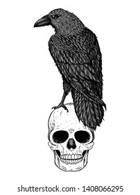 Skull and raven hand drawn illustration. Tattoo vintage print. Skull hand drawn print. Tattoo design. Raven sitting on a skull