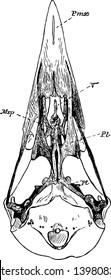 The Skull of a Raven which latter bone begins at the thickest part of the central projection vintage line drawing or engraving illustration.
