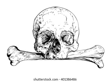 Skull realistic sketch. Vector illustration