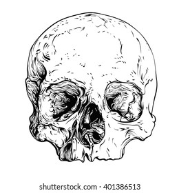 Skull realistic sketch. Vector illustration