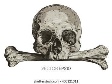 Skull realistic. Vector illustration