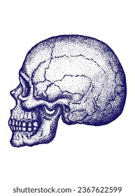 Skull in retro style, dotwork, tattoo, profile image, realistic skull, vector isolated on white background