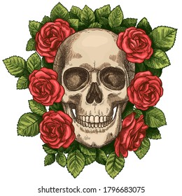 Skull and roses. Dead skeleton head and red flowers, hand drawn gothic tattoo graphic. Vintage scary halloween death sketch vector symbol. Colorful blossom and green foliage around head