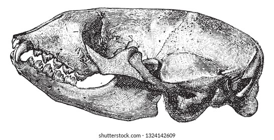 Skull of the seal, vintage engraved illustration. From Deutch Vogel Teaching in Zoology.
