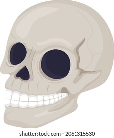 Skull semi flat color vector item. Dead human head. Skeleton face. Realistic object on white. Halloween decoration isolated modern cartoon style illustration for graphic design and animation