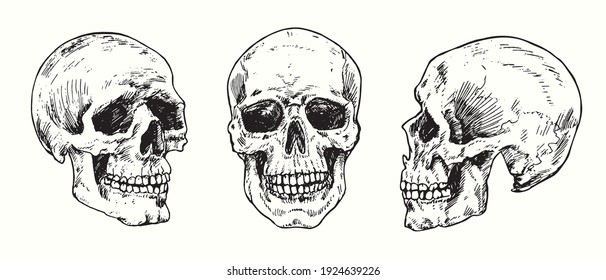 Skull set collection. Ink black and white drawing. Vector illustration