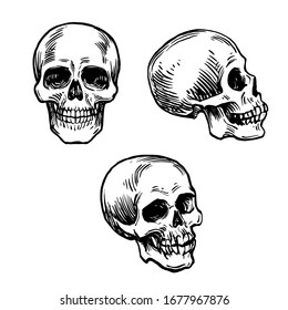 Skull set ink drawn. Black and white Stock vector illustration