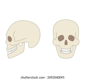 Skull sideways illustration of a real human body