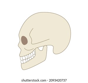 Skull sideways illustration of a real human body