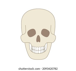 Skull sideways illustration of a real human body