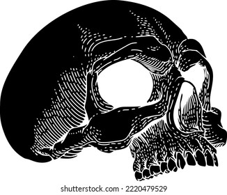 Skull skeleton grim reaper mascot, original illustration in a vintage retro woodcut etching style.