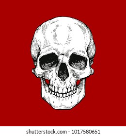 skull, skeleton head anatomy ink hand drawn engraving line art stock vector vintage illustration on red background