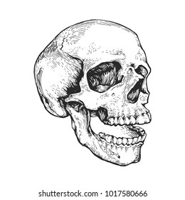 skull, skeleton head anatomy ink hand drawn engraving etching line art stock vector vintage illustration 