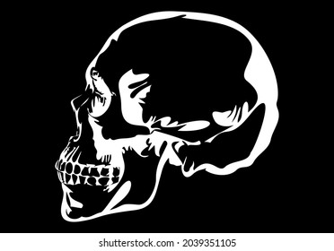 skull, skeleton head anatomy.drawn  vector illustration