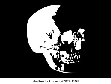 skull, skeleton head anatomy.drawn  vector illustration