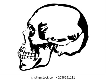 skull, skeleton head anatomy.drawn  vector illustration
