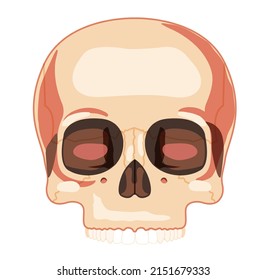 Skull Skeleton Human head front view with teeth row. Human face upper part model. Set of chump realistic flat natural color concept. Vector illustration of 3d anatomy isolated on white background