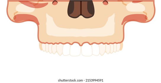 Skull Skeleton Human head part front view with upper teeth row. Human face model. Set of chump realistic flat natural color concept. Vector illustration of 3d anatomy isolated on white background