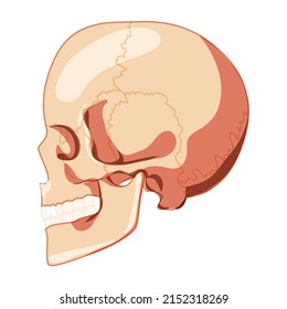 Skull Skeleton Human head side lateral view with teeth row. Human head model. Set of chump realistic 3D flat natural color concept Vector illustration of anatomy isolated on white background