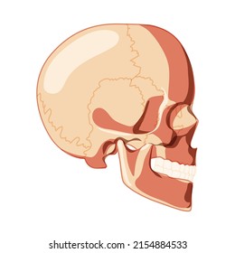 Skull Skeleton Human head side lateral view with teeth row. Human head model. Set of chump realistic 3D flat natural color concept. Vector illustration of anatomy isolated on white background