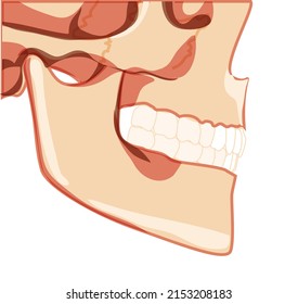 Skull Skeleton Human partly displayed head side view. Human jaws model with teeth row. Set of chump realistic flat natural color concept Vector illustration of anatomy isolated on white background