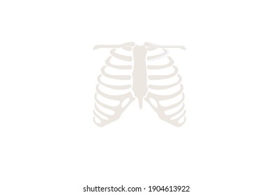 Skull Skeleton. Human Rib Vector Illustration