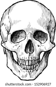 skull sketch