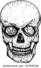skull, sketch