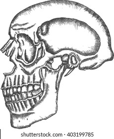  skull, sketch
