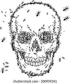 skull sketch design with ant  isolate on white