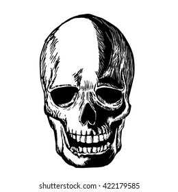 Skull sketch drawing line with Drawing freehand