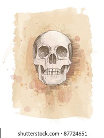 Skull sketch, floral calligraphy ornament & watercolor vintage background. Vector illustration / Eps10