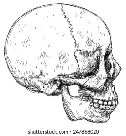 Skull sketch - side view